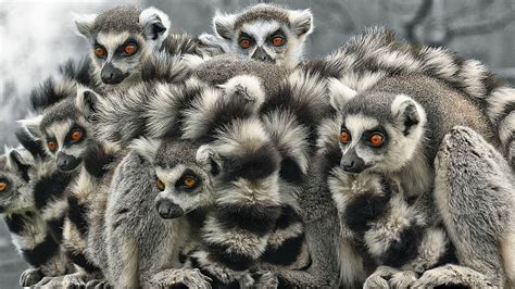 lemurs mammals photography simple background hd wallpaper rare