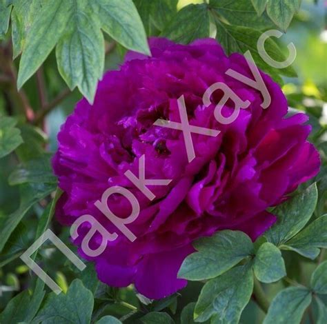 Пион древовидный 'Zhong Sheng Zi', Пион китайский 'Dark Black Purple ...