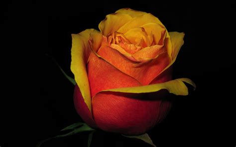 🔥 [184+] Rose Gold Wallpapers | WallpaperSafari