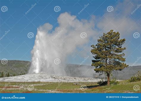 Old Faithful Geyser, Yellowstone National Park Stock Photo - Image of ...