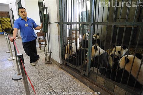 Stock Photo Of Keeper Feeding Giant Pandas Ailuropoda Melanoleuca At