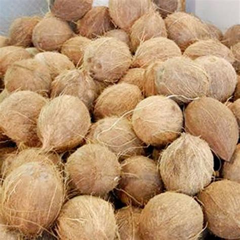 A Grade Semi Husked Fresh Pollachi Coconut Packaging Size Kg At