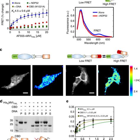 Regulation Of Myosin Vi Backfolding A Fret Titration Of Nmvitail