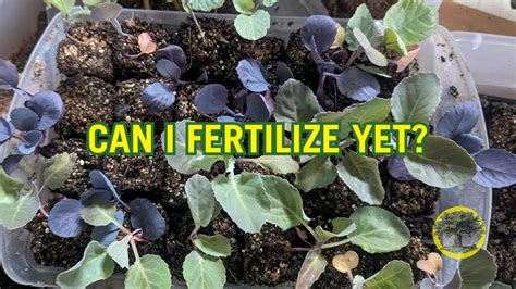 When To Fertilize Seedlings Youtube