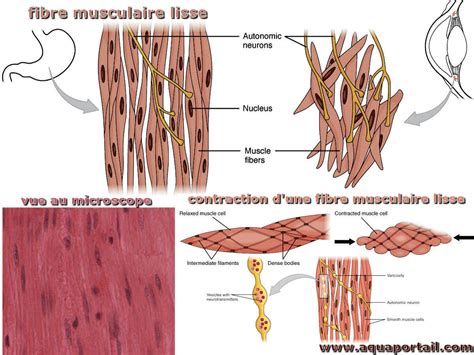 Tissu Musculaire Définition Et Explications