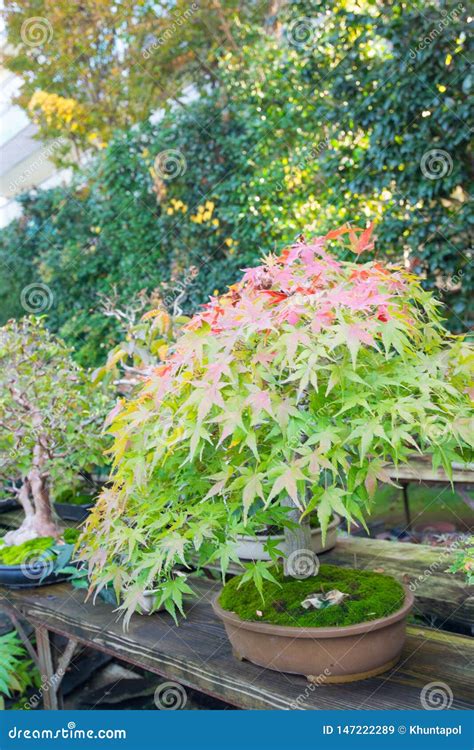 Japanese Bonsai In Omiya Bonsai Village Stock Image Image Of Garden