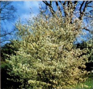 Amelanchier Descubre La Belleza Y Versatilidad De Los Guillomos En Tu