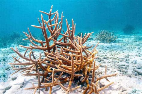 Staghorn Coral | Animal World