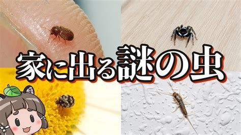 【画像あり】家の中に出るあの虫の正体6選｜駆除・対策方法も紹介 ゆっくり解説まとめ