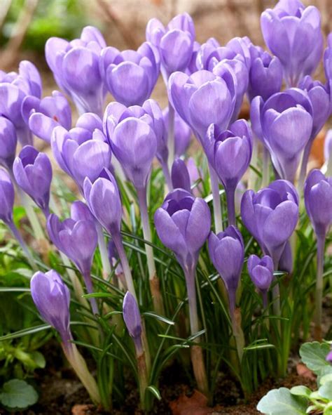 Crocus Tommasinianus Hummingbird Bulbs Peter Nyssen Buy Flower