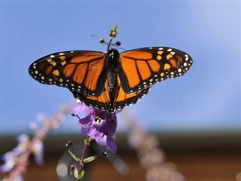 Butterflies of North America | Stan Hywet Hall & Gardens