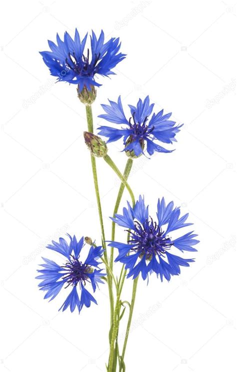 Cornflower. Bouquet of wild blue flowers — Stock Photo © ulkan #130183476