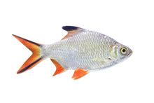 Tinfoil Barb Free Stock Photo - Public Domain Pictures