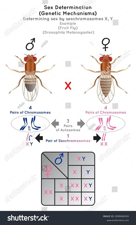 Sex Determination Genetic Mechanisms By Sexchromosomes Vetor Stock