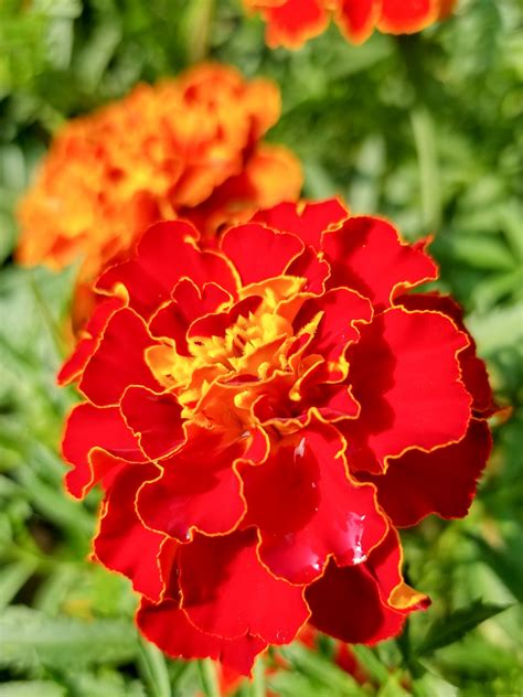 Red Marigold Free Stock Photo Public Domain Pictures