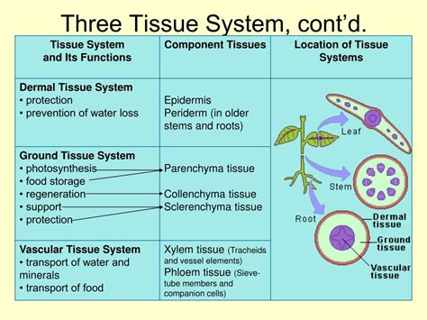 Ppt Plant Form And Function Powerpoint Presentation Free Download