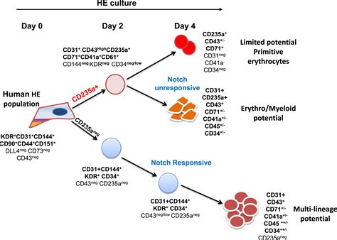 Early Human Hemogenic Endothelium Generates Primitive And Definitive