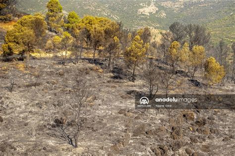 Tunustaki Orman Yang N Kontrol Alt Na Al Nd Anadolu Ajans