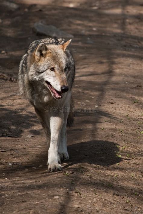 Eurasian wolf pack in snow stock photo. Image of wildlife - 8464362