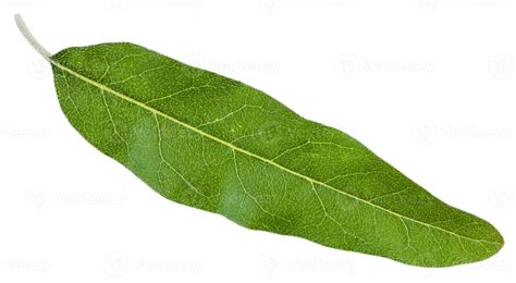 Green Leaf Of Elaeagnus Angustifolia Isolated Stock Photo At