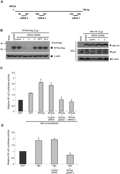 (A) A schematic representation of siRNA design on RPS3a gene. (B) The ...