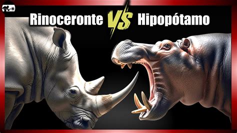 Hipopotamo Vs Rinoceronte - HIPOPÓTAMO vs RINOCERONTE | ¿Batalla de Pesos PESADOS? - YouTube