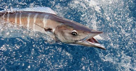 wahoo fish animal facts acanthocybium solandri   animals