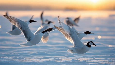 Tips To Understand Arctic Bird Migration Patterns Arctic Wildlife