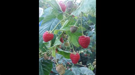 Малина Химбо Топ Описание Сорта Фото – Telegraph