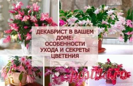 Посты с сайта passionforum.ru