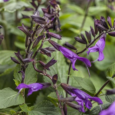 ROCKIN'® Deep Purple Salvias - Garden Crossings