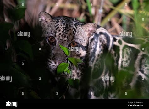 Wild Clouded Leopard ((Neofelis diardi) in Borneo Stock Photo - Alamy