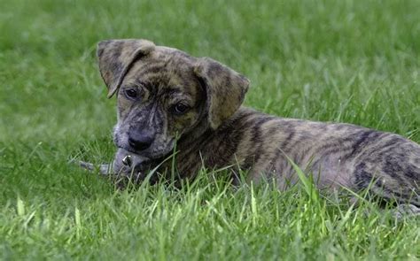 Mountain Cur Dog Breed – Origin, Behavior, Trainability, Facts, Puppy