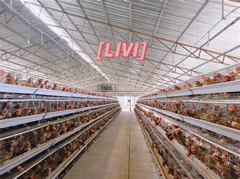 30000 Birds Project Of Layer Chicken Cage In Ghana Poultry Equipment