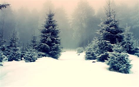 Scenic Winter Forest Hd Wallpaper