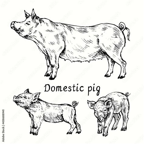 Pig (sow) standing and couple piglets side view. Ink black and white ...