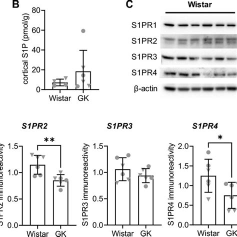 S1P concentrations and cortical nerve-terminal density of S1PRs of GK ... 