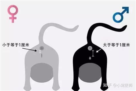 猫咪怎么看公母？ 知乎