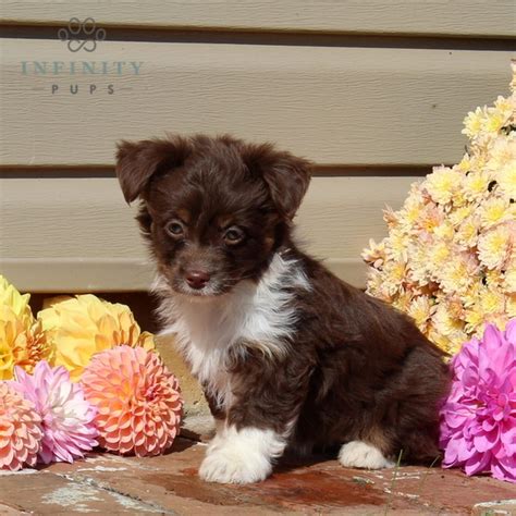 Mini Aussiedoodle Puppies For Sale • Adopt Your Puppy Today • Infinity Pups