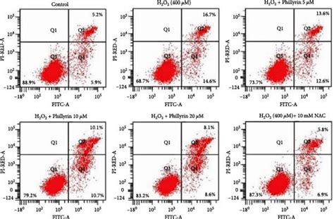 Protective effect of phillyrin on apoptosis of RPE cells. (a ...