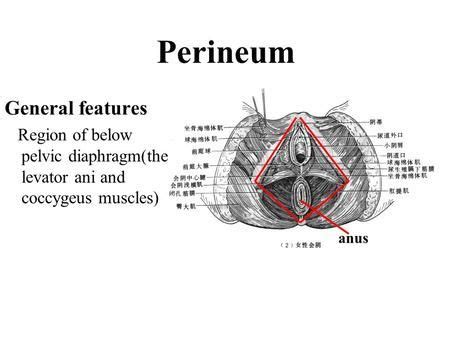 perineal region anatomy – Anatomy facts