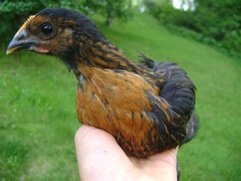 Black Sex Link Thread Pics And Info BackYard Chickens Learn How To Raise Chickens