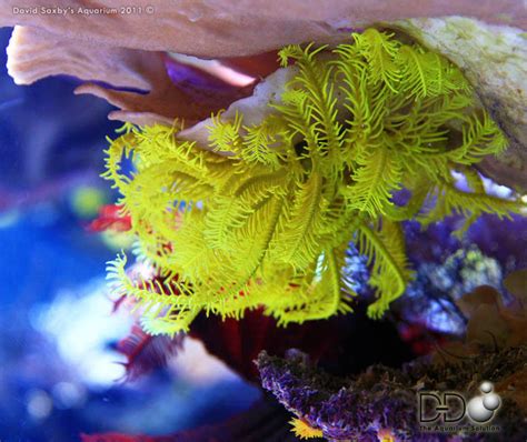 Feather stars | D-D The Aquarium Solution