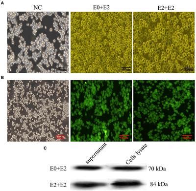 Frontiers Virus Like Particles Vaccines Based On Glycoprotein E0 And