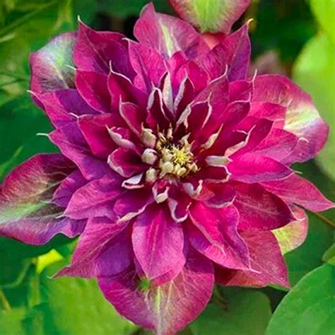 Clematis Hot Kisses Gradina Chic