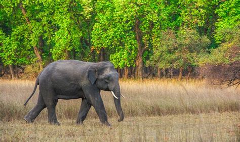 Tadoba National Park Tadoba Tiger Reserve