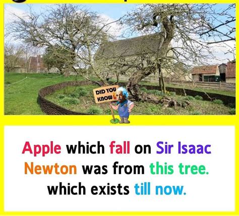 Isaac Newton Apple Tree