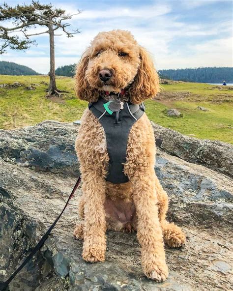 Mini Australian Labradoodle: A Guide to This Mini Tri-Hybrid Dog