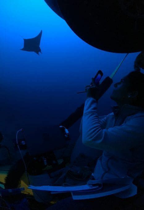 Reconnecting With The Deep Sea Discovering What Lives On The Ocean