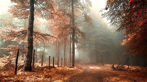 HD wallpaper: forest, woodland, misty, autumn, tree, morning, fog ...